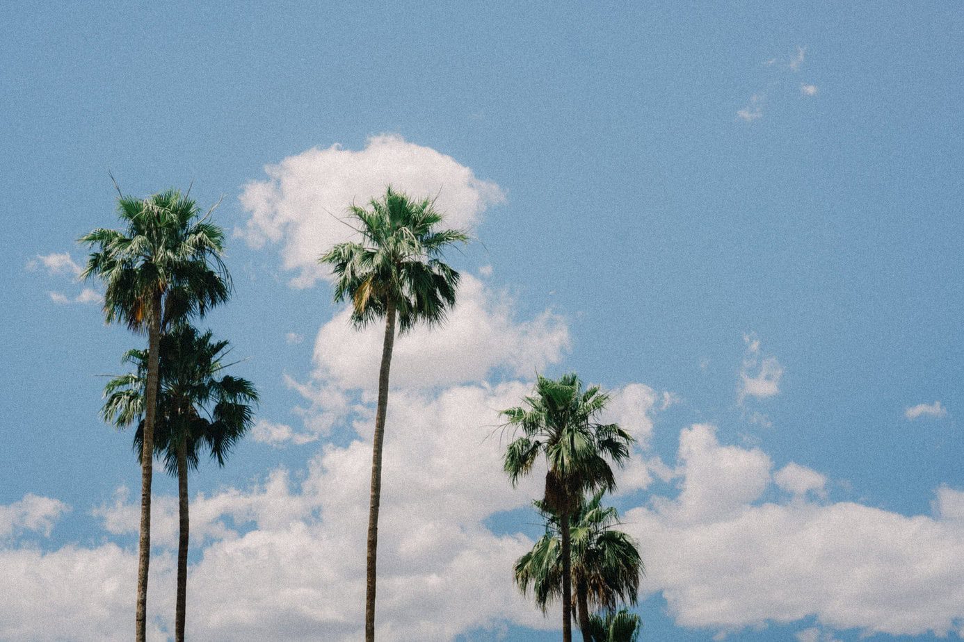 Palm trees in Palm Springs.