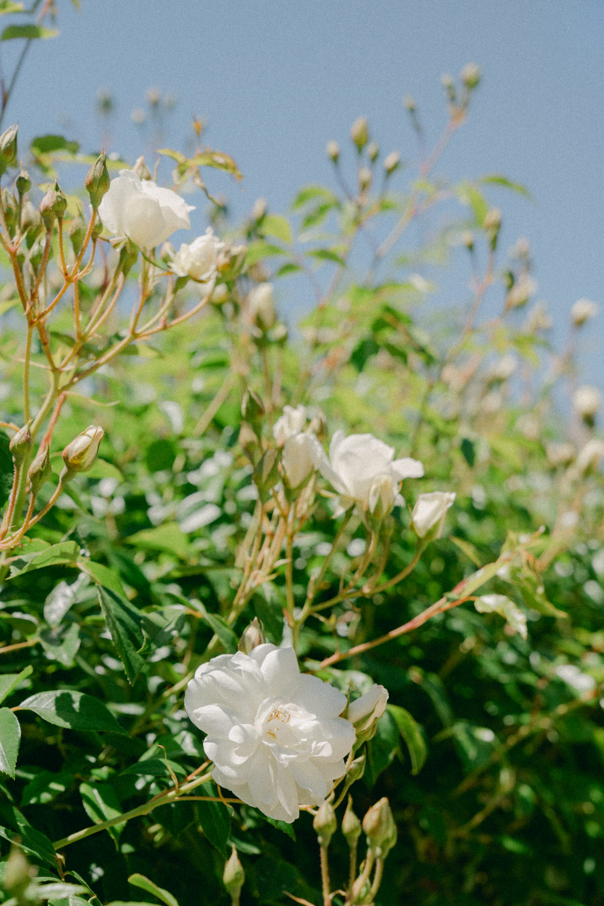 Flowers blooming at Serendipity Gardens.