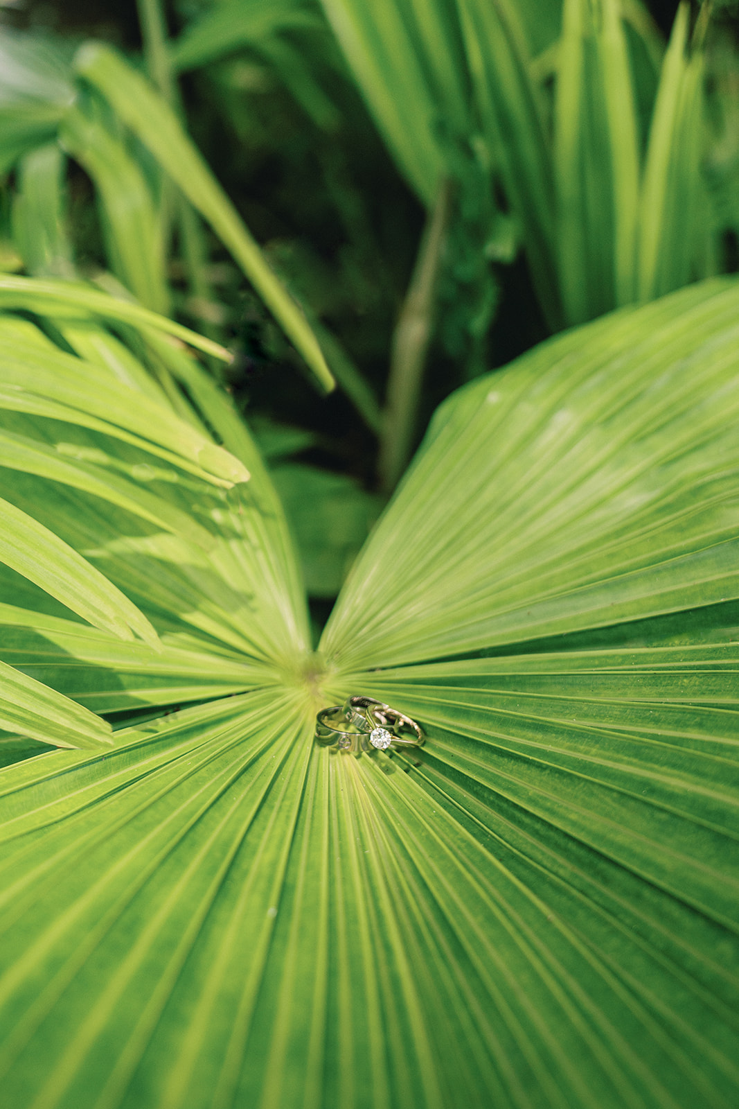 A close-up shot of a wedding ring resting on a large green leaf.