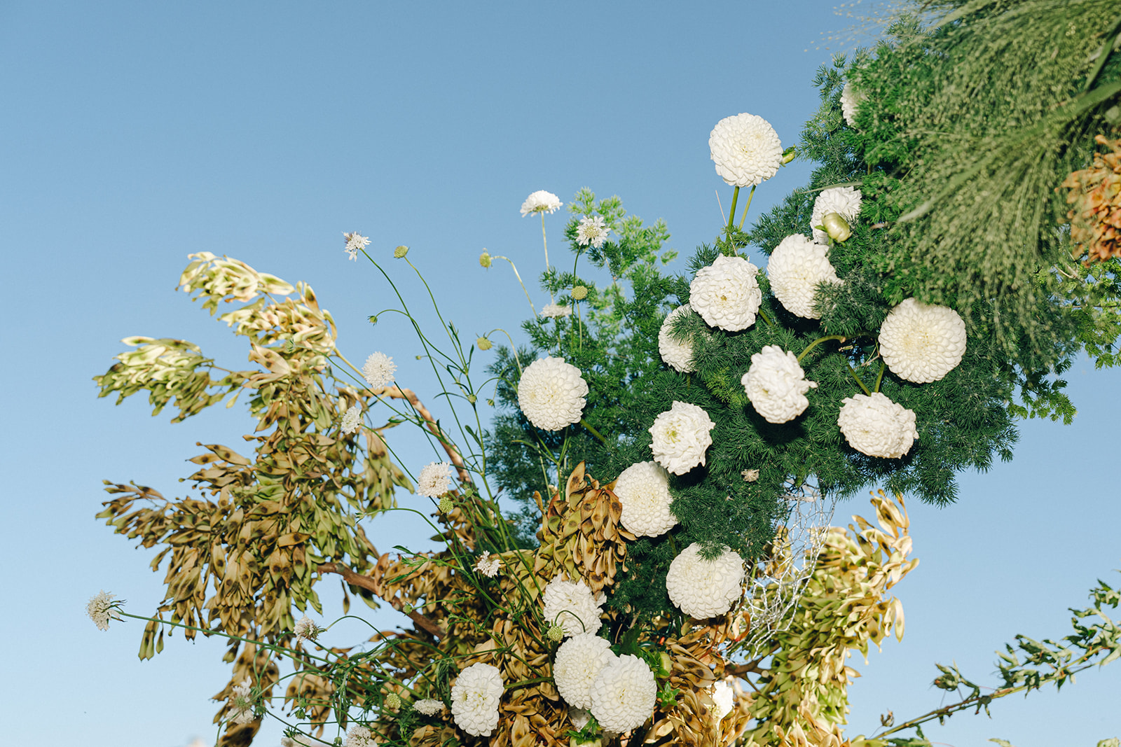 A lush wedding ceremony arch adorned with white dahlias, green foliage, and golden dried leaves, set against a vibrant blue sky.