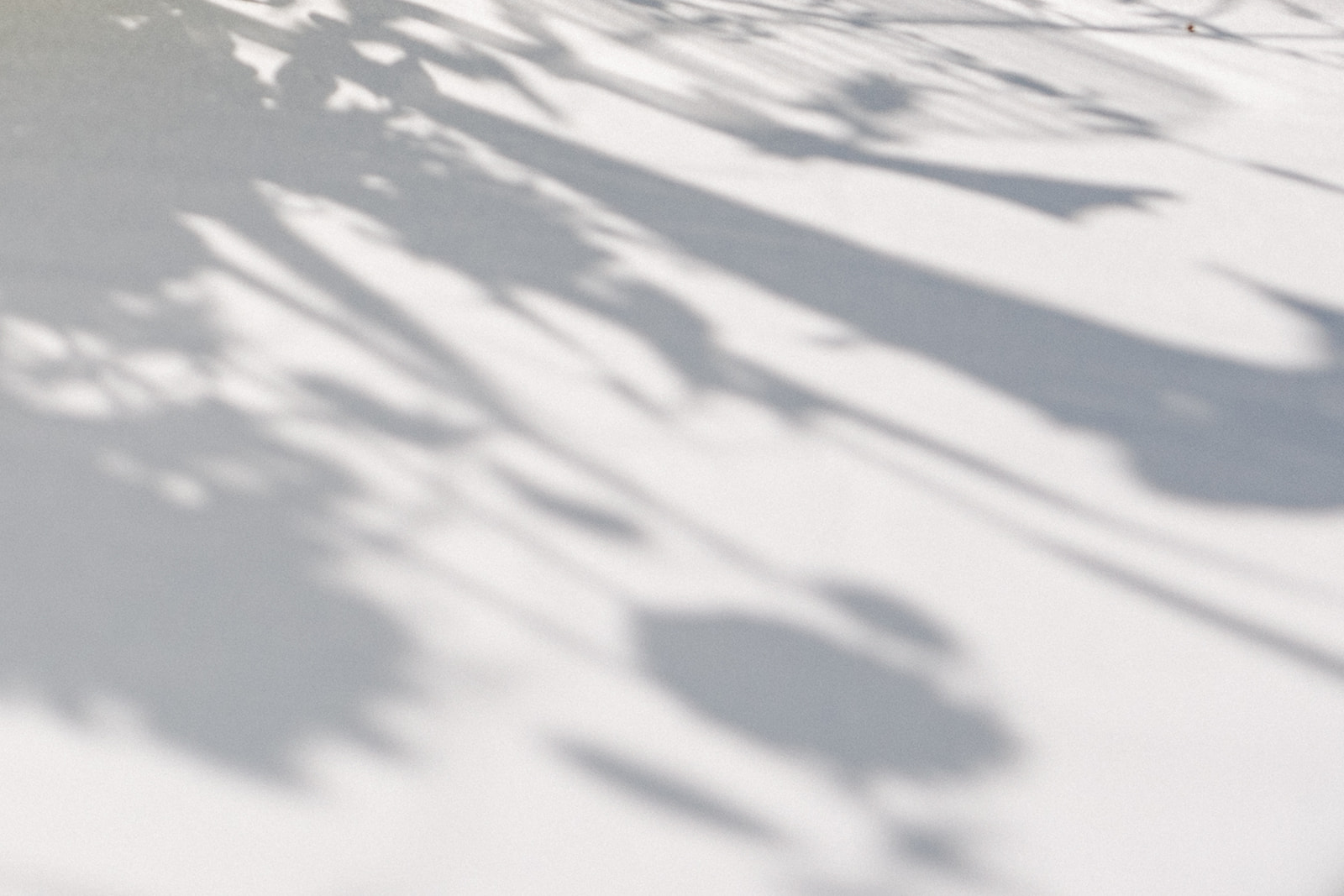 A soft, abstract image showcasing the play of shadows from plants on a white surface.