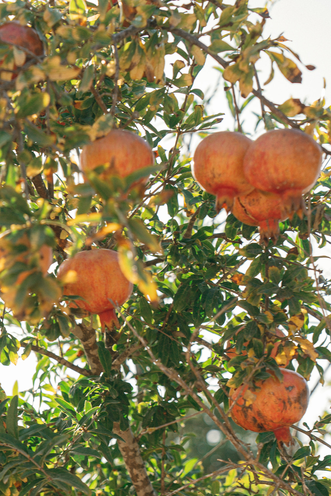 Close-up shot of ripe pomegranates hanging on a tree, with sunlight casting soft highlights on the fruit.
