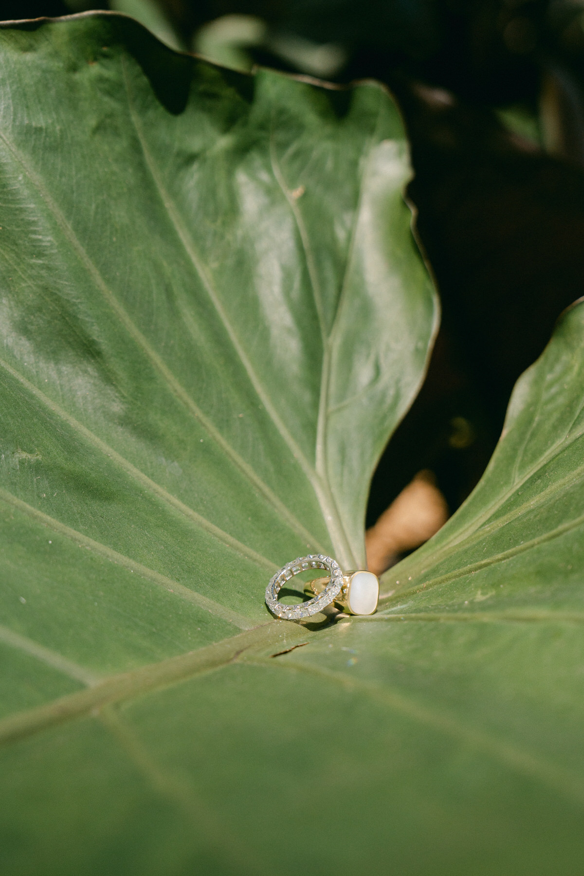 Close-up of wedding rings elegantly placed on a large green tropical leaf, captured in Elopement Photography in Hawaii