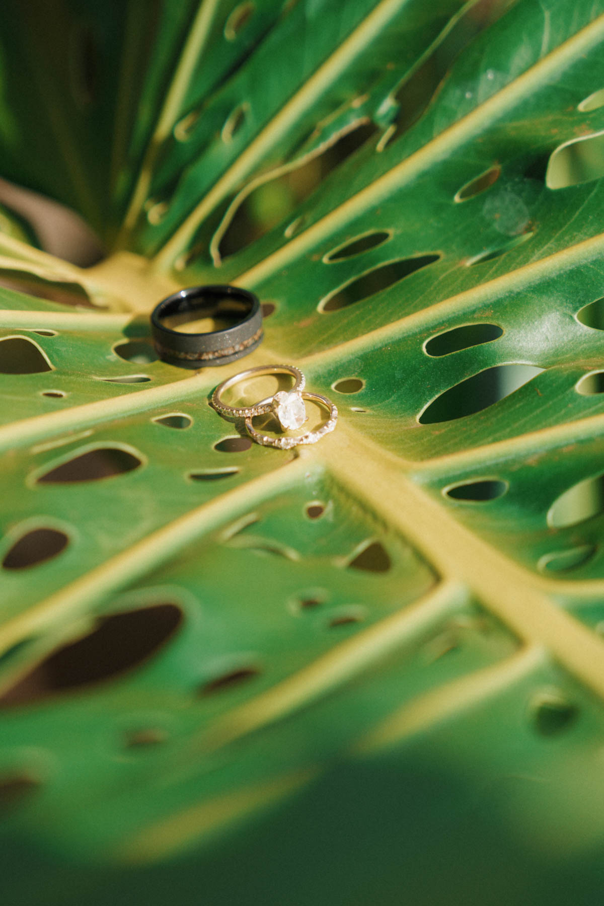 Close-up of engagement rings placed on a lush green monstera leaf, showcasing two wedding bands and an engagement ring with a diamond centerpiece.