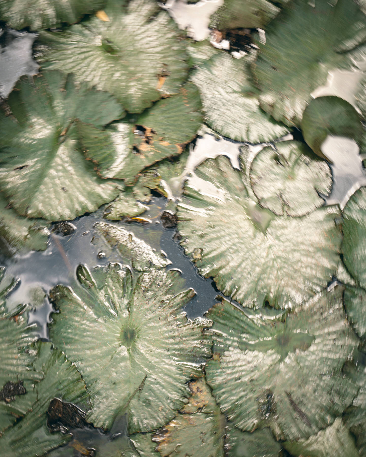 Close-up of textured green lily pads floating on a glistening pond—an elegant nature detail from La Pietra Wedding: A Guide for Modern Couples.