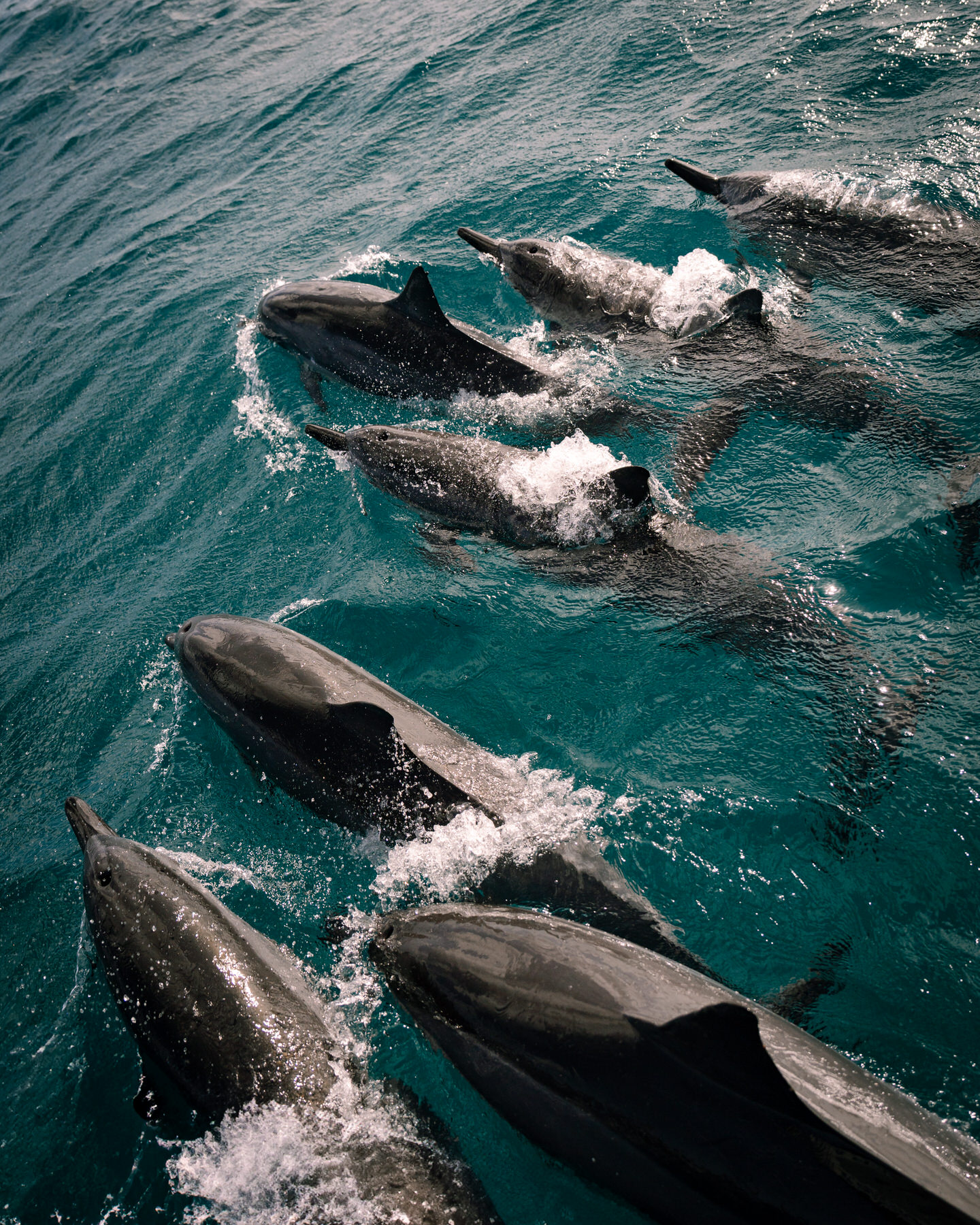 A group of dolphins is seen swimming alongside a boat in Kauai’s beautiful waters. This unique experience can be part of your Kauai elopement adventure, where wildlife encounters and nature’s beauty blend seamlessly with your celebration of love.