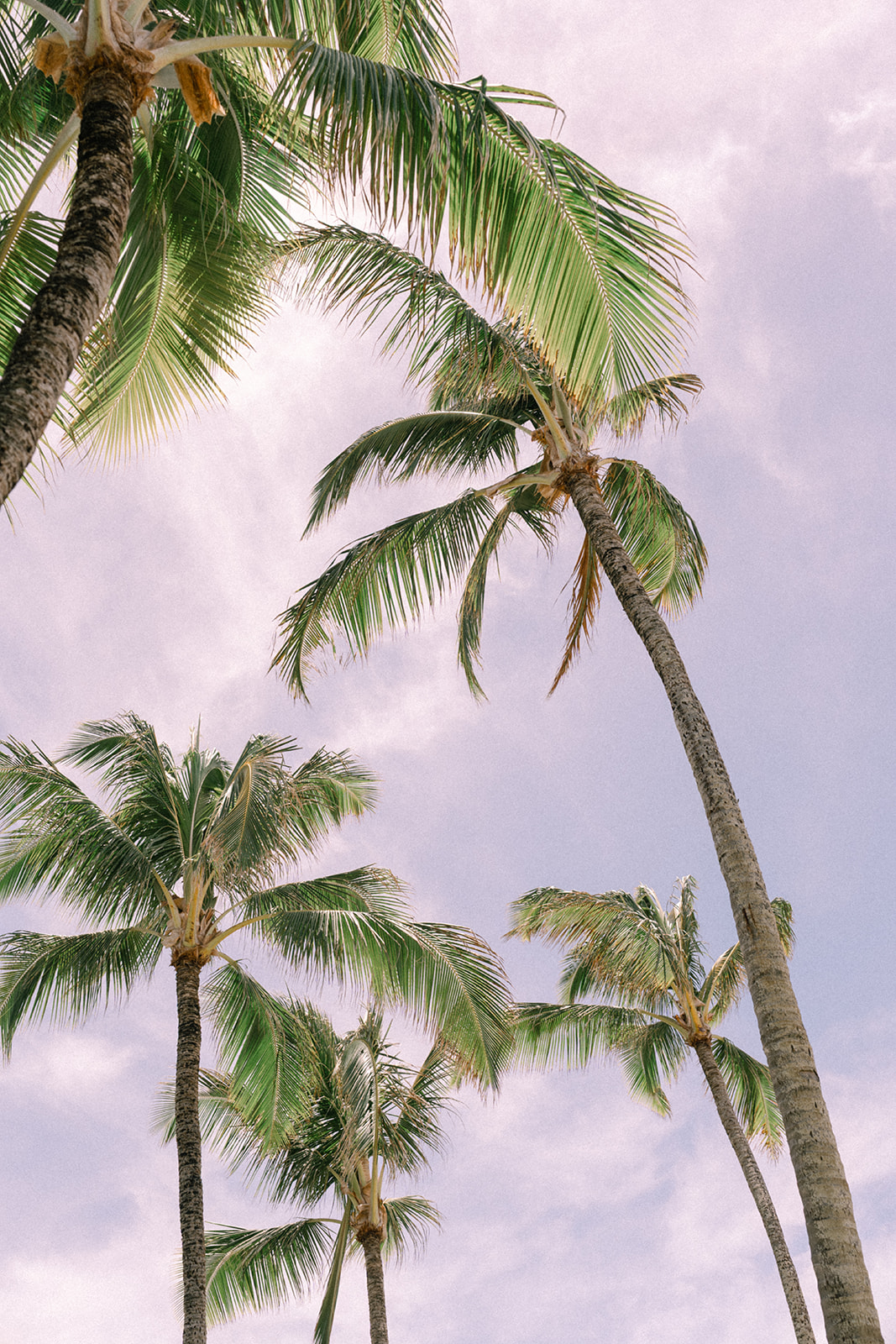 A beautiful palm tree lined sky at Kualoa Ranch, Oahu, showcasing the natural beauty of the Paliku Gardens venue.