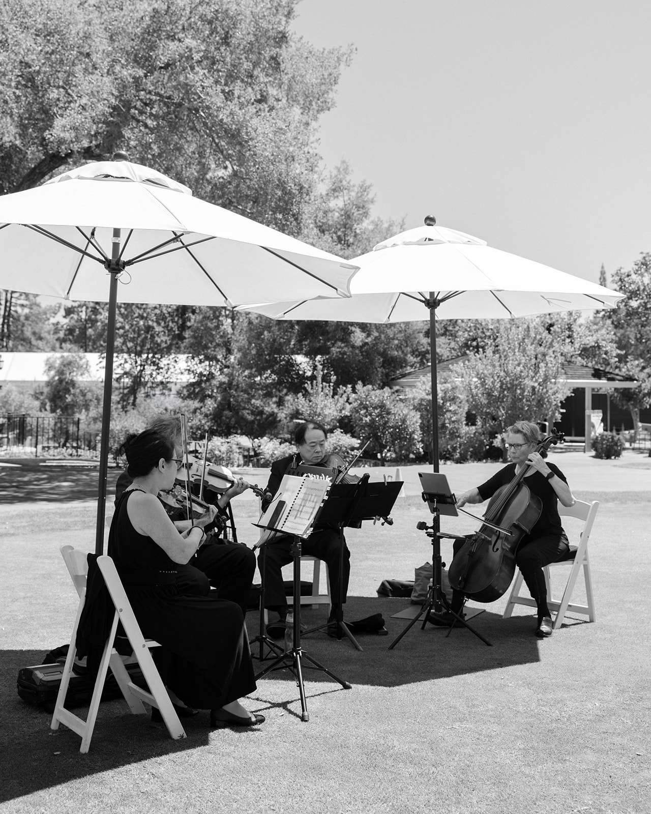 Ceremony musicians perform beneath white umbrellas on the lawn at Silverado Resort in Napa.