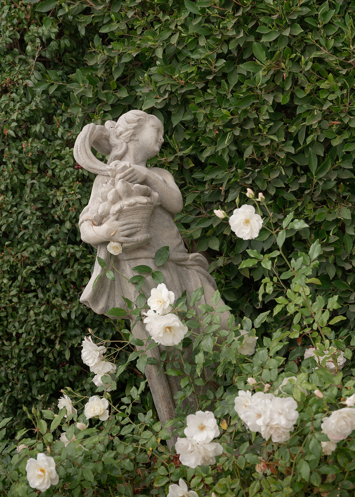 Stone statue surrounded by ivy and white roses in the gardens at Villa Amodei.