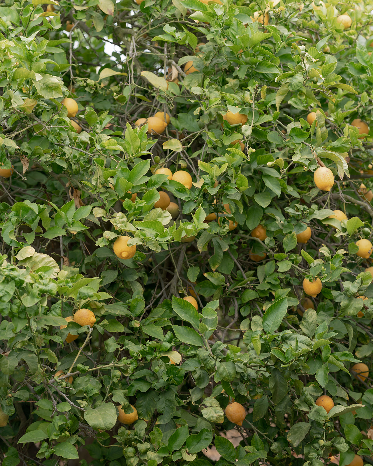 Ripe yellow lemons hang among green leaves on a lemon tree at Villa Amodei.